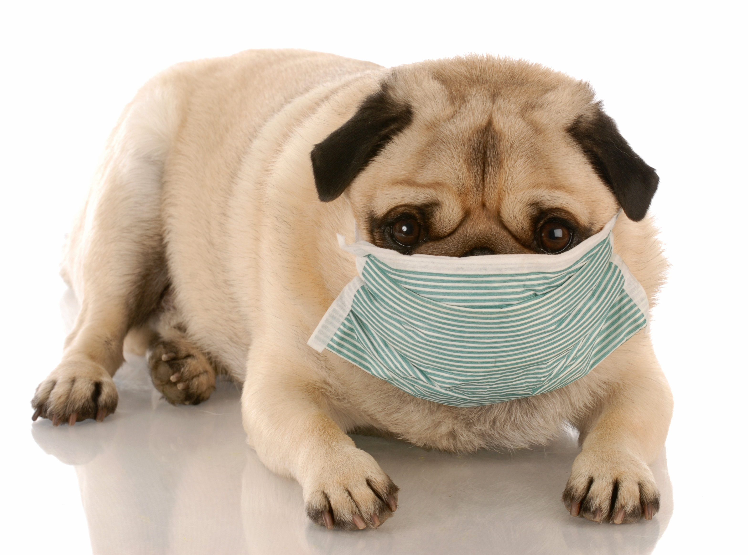 kennel cough. Canine Infectious Respiratory Disease Complex – Green